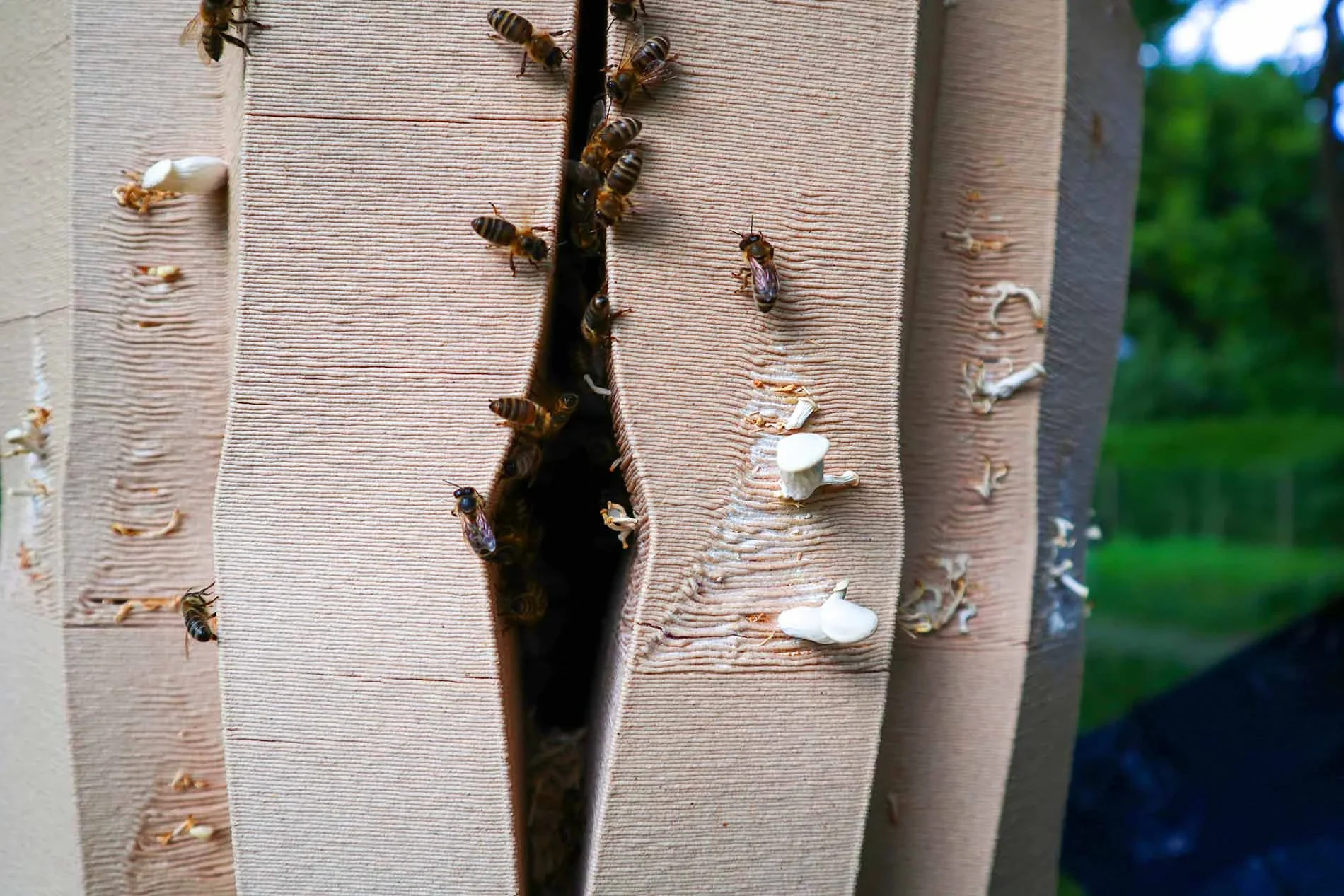 3D-printed beehive structure by Delta WASP 3MT with bees on textured surface; natural outdoor setting.